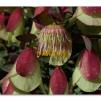 View the image: Pimelea physodes, Qualup Bell