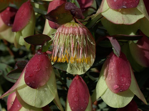 Pimelea physodes