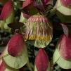View the image: Pimelea physodes