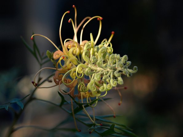 Grevillea sp. at home