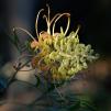 View the image: Grevillea sp. at home