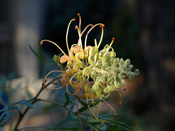 Grevillea sp. at home
