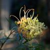View the image: Grevillea sp. at home