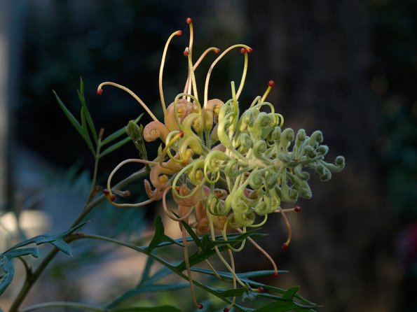 Grevillea sp. at home
