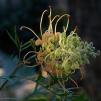 View the image: Grevillea sp. at home