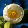 View the image: Lantern bush at home