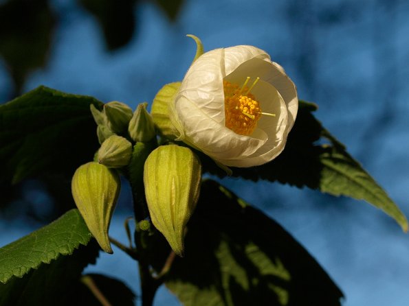 Lantern bush at home
