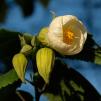 View the image: Lantern bush at home