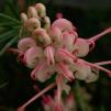 View the image: OLYMPUS DIGITAL CAMERA