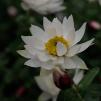 View the image: OLYMPUS DIGITAL CAMERA