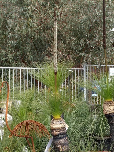 Xanthorrhoea Australis, "Black Boy", native grass tree