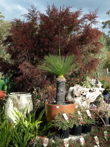 Xanthorrhoea Australis, "Black Boy", native grass tree
