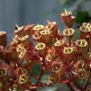 View the image: OLYMPUS DIGITAL CAMERA