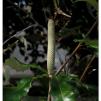 View the image: Banksia flower spike