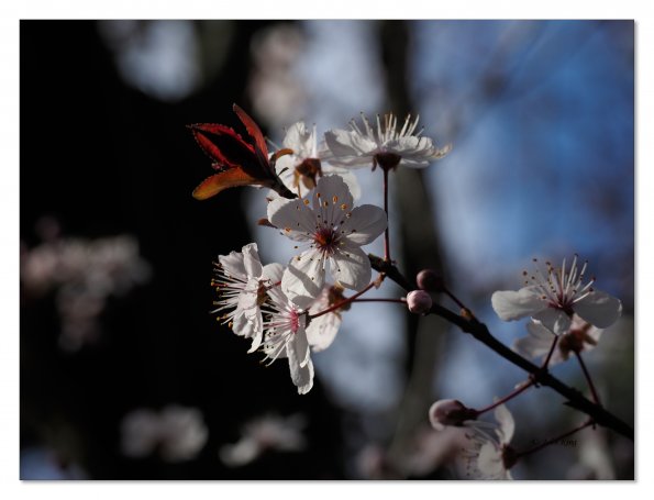 Olympus OM-D E-M1 MkII MILC