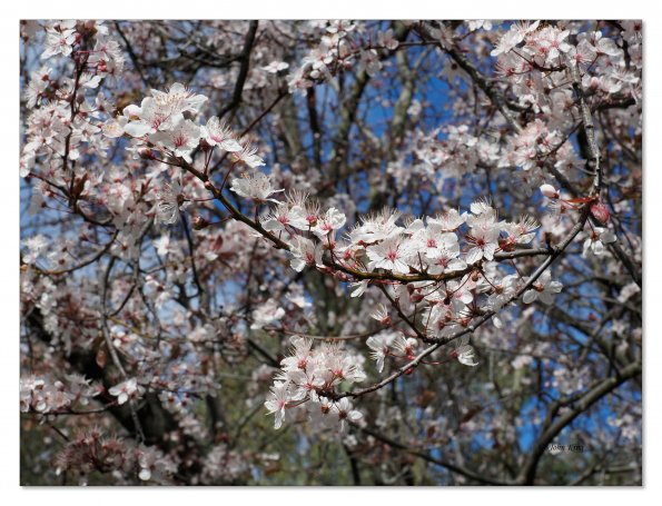 Olympus OM-D E-M1 MkII MILC