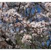 View the image: Olympus OM-D E-M1 MkII MILC