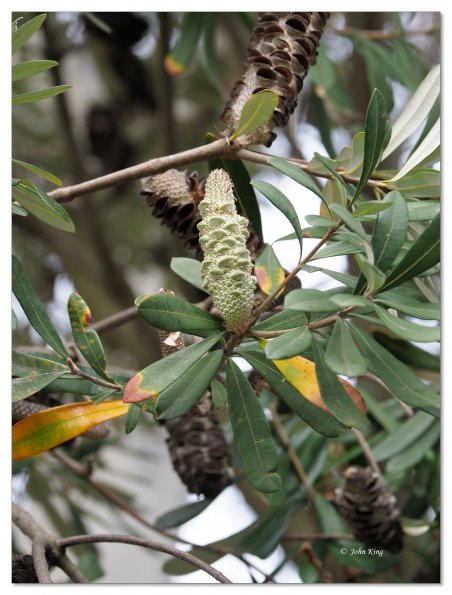 Banksia flower spike