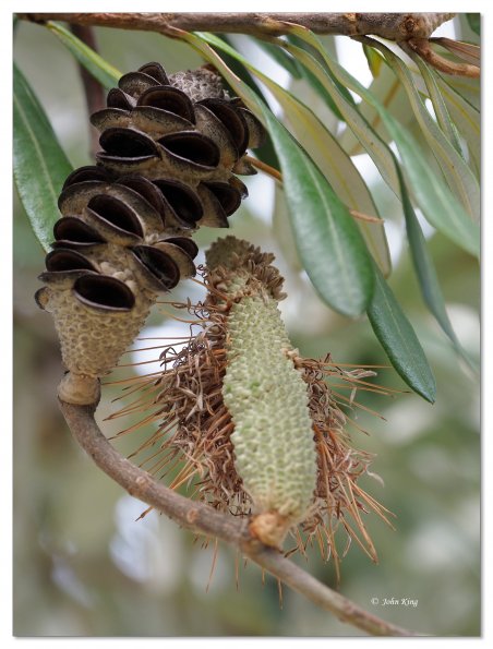 Banksia flower spike seed pod