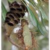 View the image: Banksia flower spike seed pod
