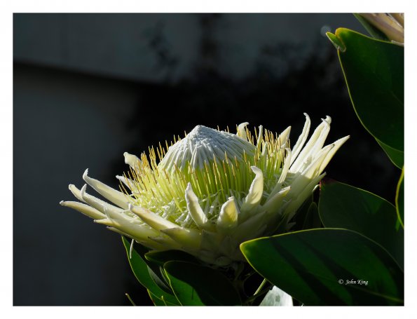 White Protea