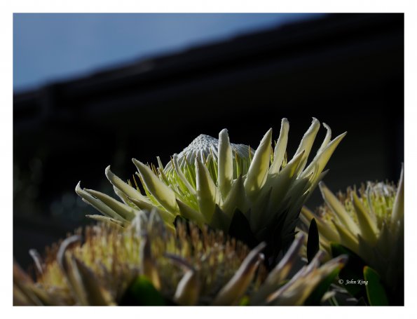 White Protea
