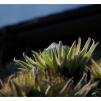View the image: White Protea