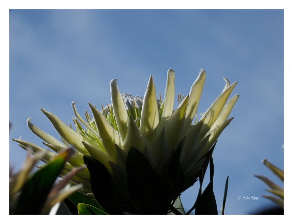 White Protea