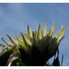 View the image: White Protea
