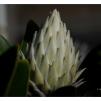 View the image: White Protea