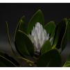 View the image: White Protea