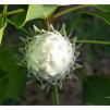 View the image: White Protea