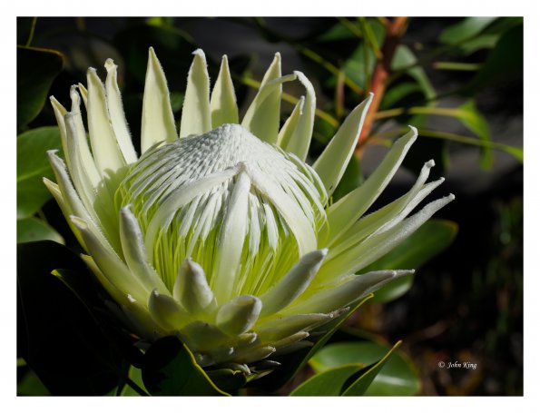 White Protea