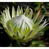 View the image: White Protea