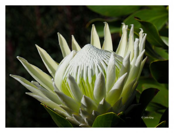 White Protea