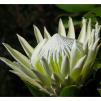 View the image: White Protea