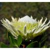 View the image: White Protea