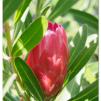 View the image: Pink protea flower