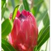 View the image: Pink protea flower