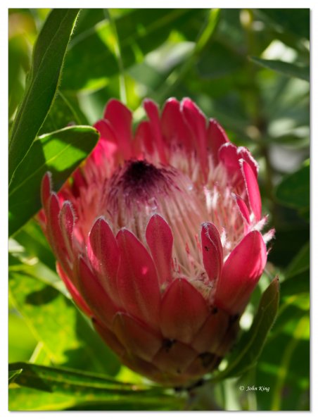 Pink protea flower