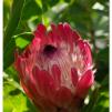 View the image: Pink protea flower