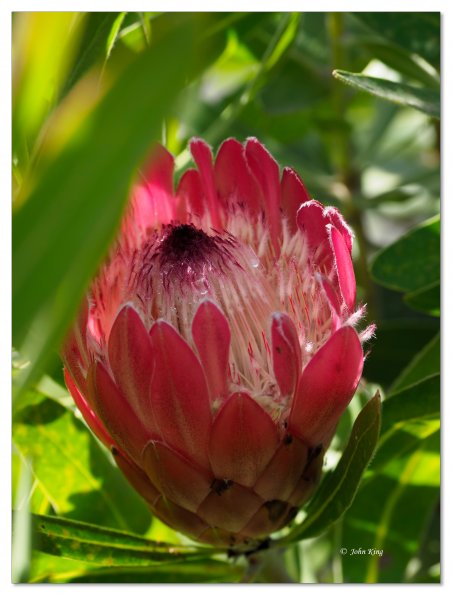 Pink protea flower