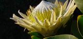 View the Album: Flowers
 38 images