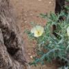 View the image: _M259455-155_2