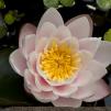 View the image: OLYMPUS DIGITAL CAMERA