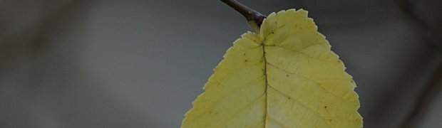 Plants:
OLYMPUS DIGITAL CAMERA