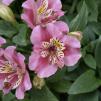 View the image: OLYMPUS DIGITAL CAMERA