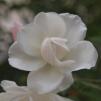 View the image: OLYMPUS E-30