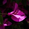 View the image: OLYMPUS DIGITAL CAMERA