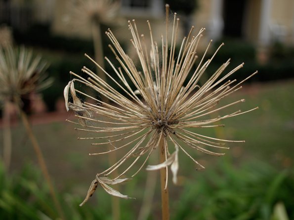 OLYMPUS - E-510 dSLR